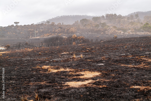 Dead grass and trees in a landscape badly burned by a bushfire or wildfire in Tasmania, Australia