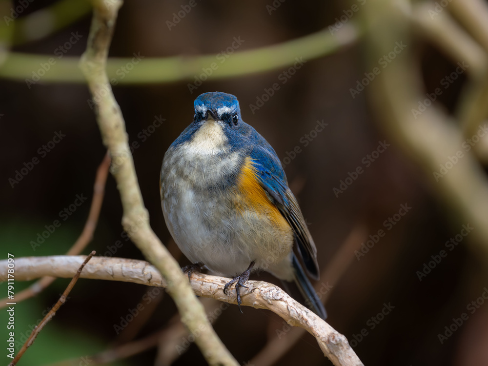 Obraz premium 深い藪の奥でリラックスしているルリビタキの雄