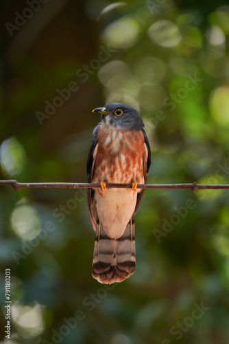 Rare item of Hodgson's Hawk Cuckoo.  It is a migratory bird that can be found in Thailand during April every year.