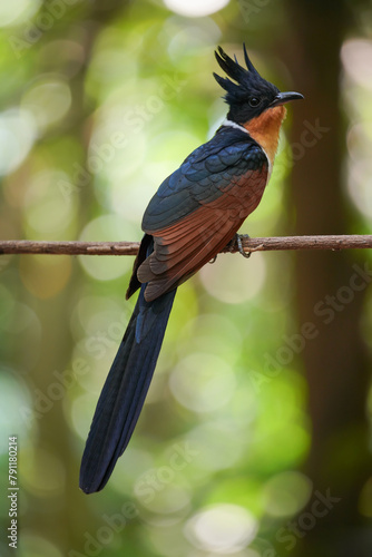 Beautiful of Chestnut-winged Cuckoo. This is a migratory bird that can be found in Chanthaburi Province, Thailand during the month of April.