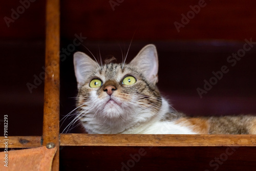 Domestic cat with green eyes looking out from under the wooden shelf