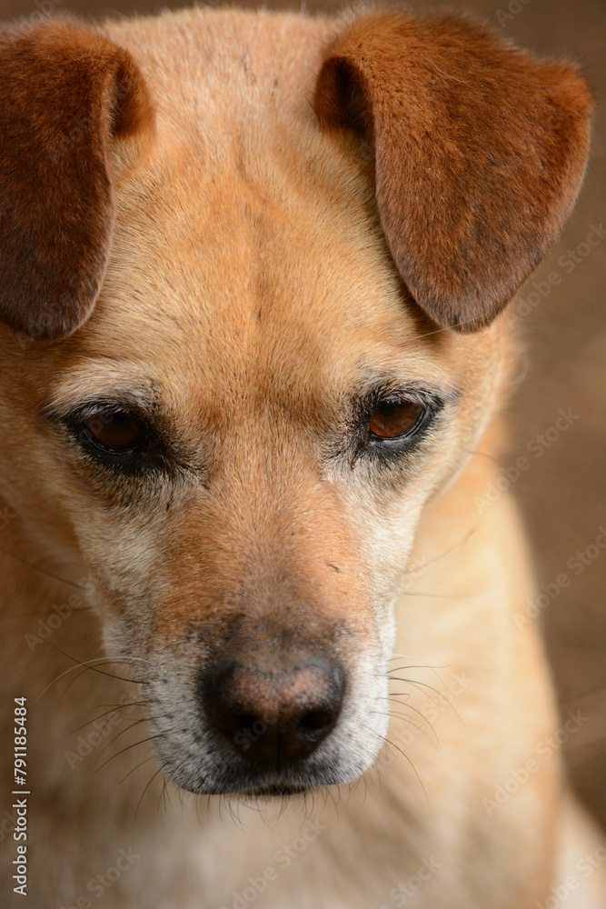 face of a small light brown mix or stray dog