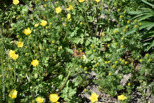 Yellow Flowers and Grass in a Meadow