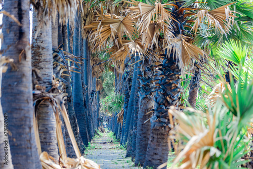 The background is a large palm tree that grows in the rice fields, whose fruits can be processed into palm sugar, which is not often seen in the provinces. photo