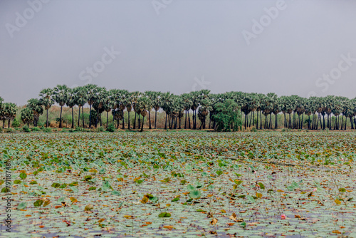 The background is a large palm tree that grows in the rice fields, whose fruits can be processed into palm sugar, which is not often seen in the provinces. photo