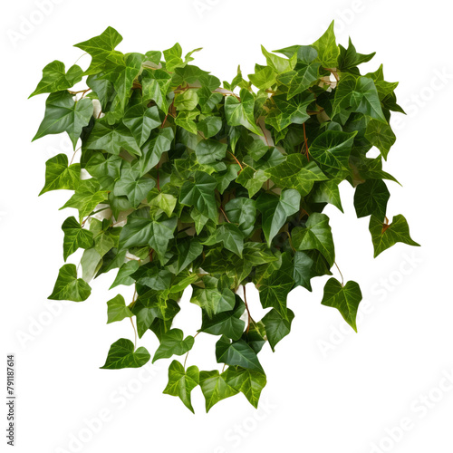 Amazing Ivy Isolated On White Background