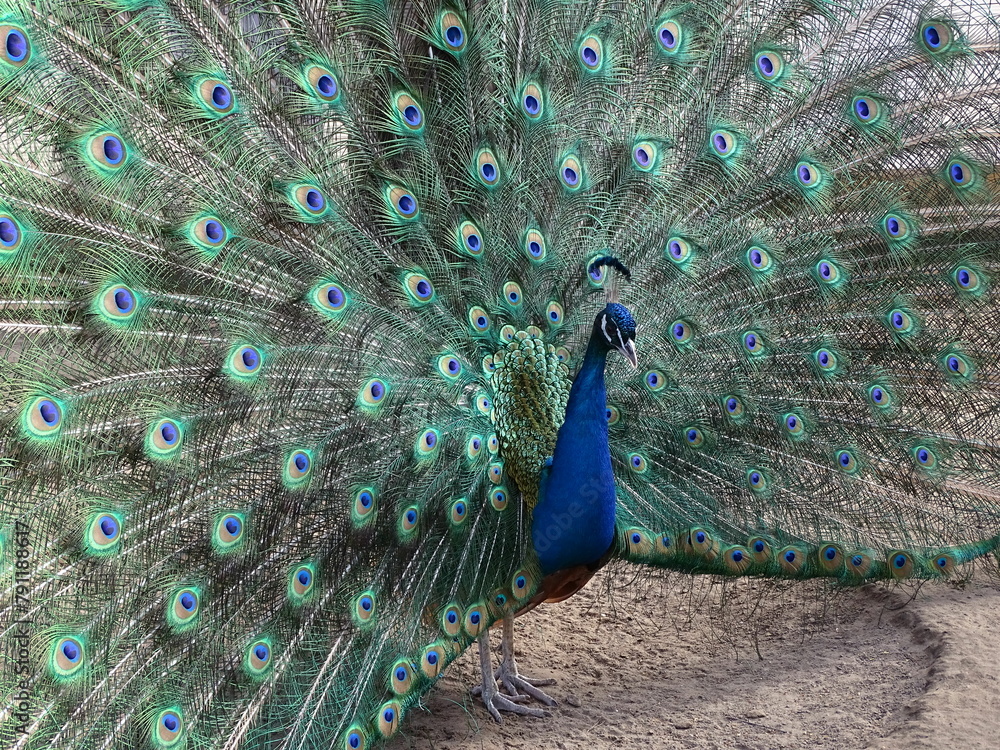 Obraz premium peacock colored tail