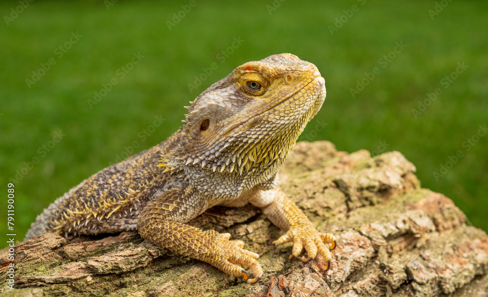 beautiful portrait of agama lizard beautiful portrait of agama lizard