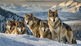 A pack of wolves (Canis lupus) gathered on a snow covered hill in Yellowstone National Park