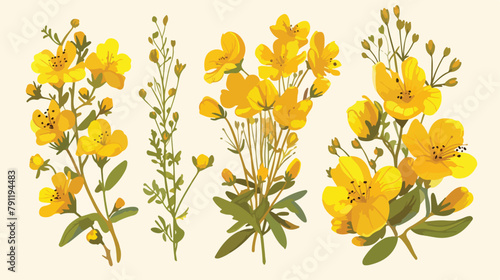 Colorful botanical drawing of St Johns wort in bloo photo
