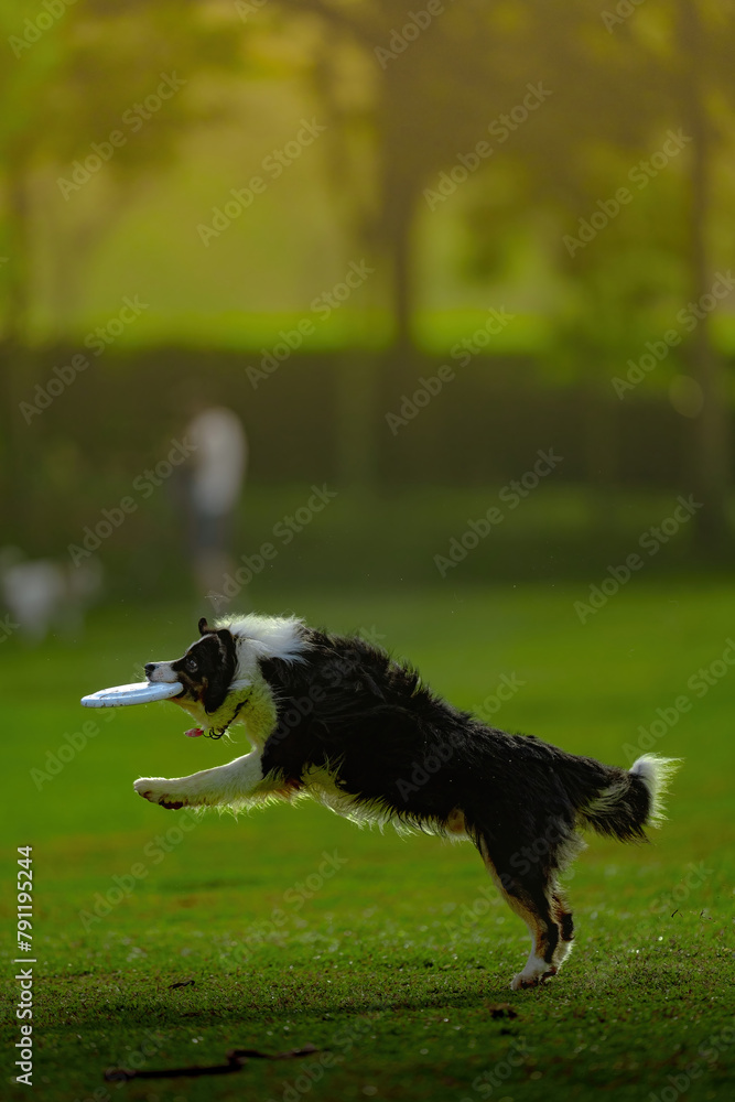 Fototapeta premium Dog jumping and running agility sport
