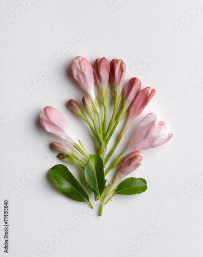 Pink flower buds on white backgrounds
