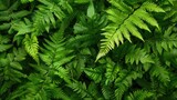 Fern s green foliage