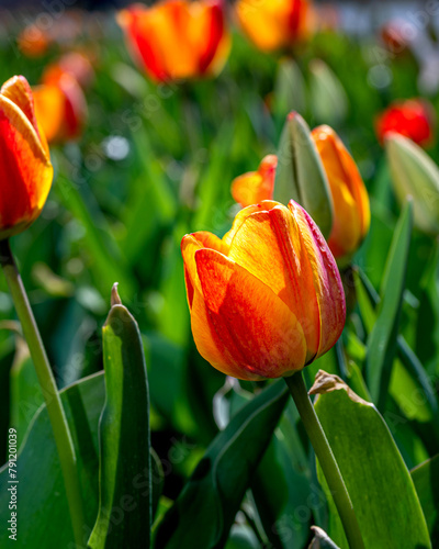 Tulips are blooming at spring time under a sunny day