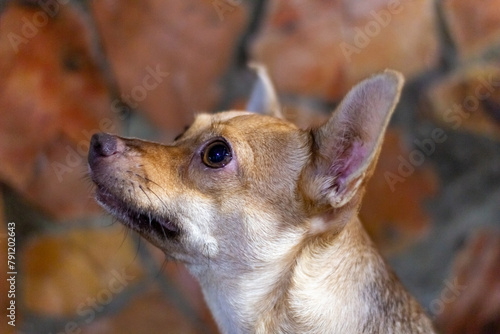 Portrait of a small chihuahua dog. Close-up.