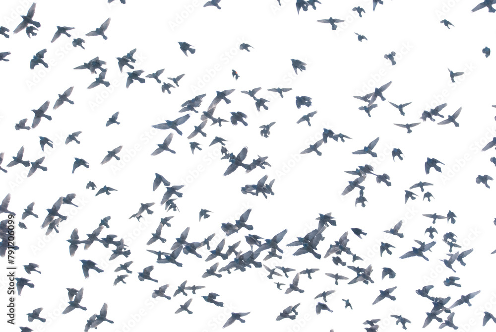 Mixed Flock of Redwing Blackbirds Common Grackles and European Starlings Mixed Flock of Redwing Blackbirds Common Grackles and European Starlings