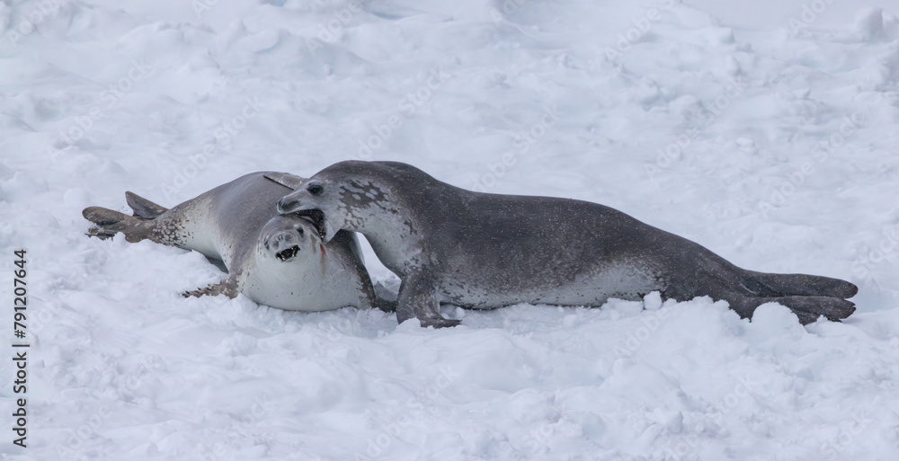Fototapeta premium he Gullet Cracling Ice and Narrow Channel Antartica