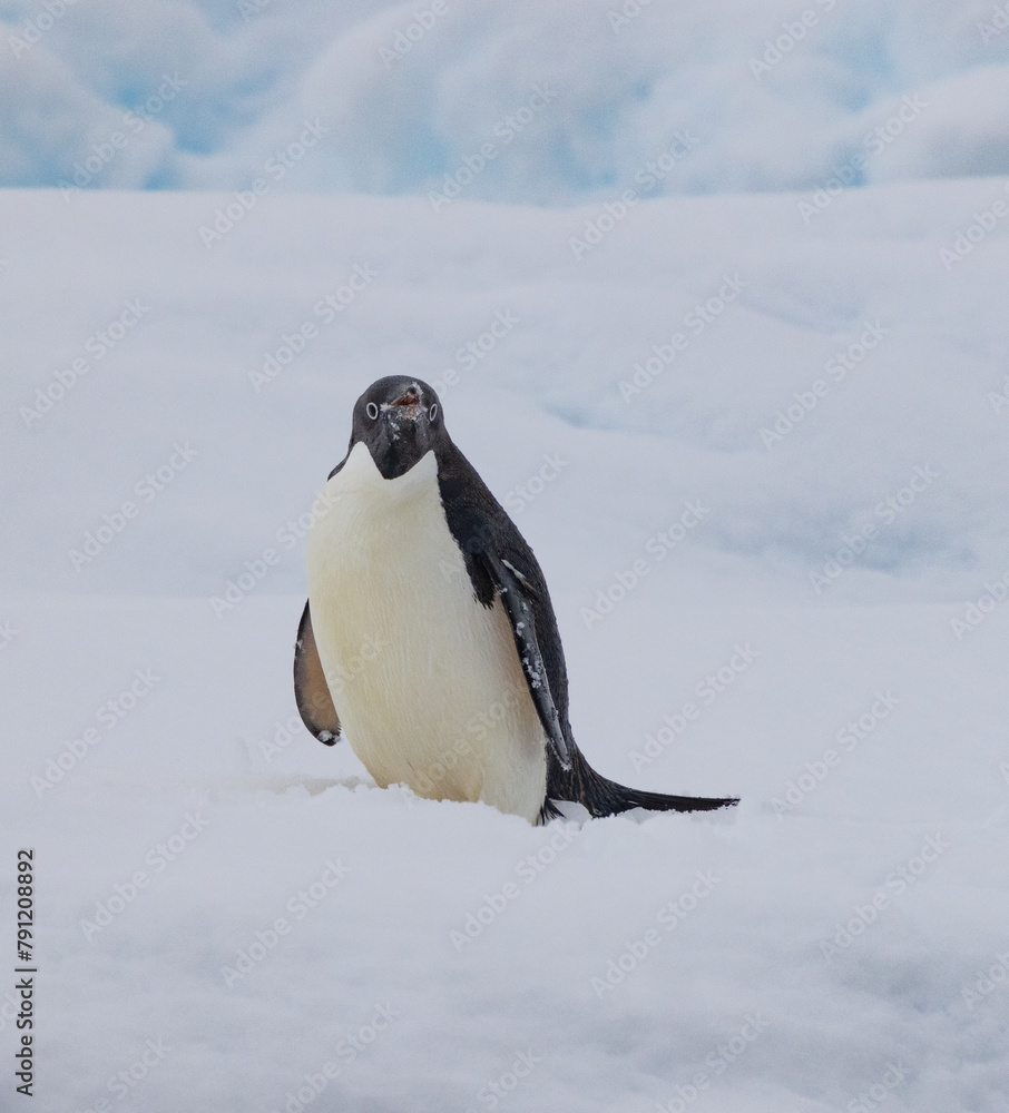 Obraz premium Port Charcot, Hovgaard Island, and Fish Islands - Antartica