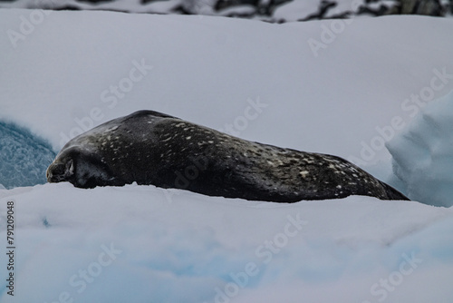 Port Charcot, Hovgaard Island, and Fish Islands - Antartica photo