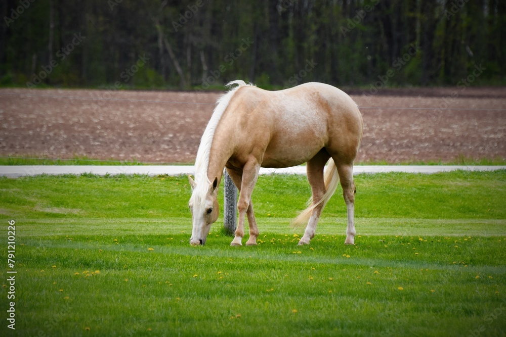 horse in field horse in field
