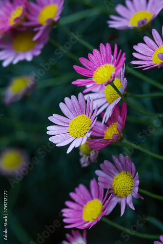 Native Australian brachyscome Multifida Cut-Leafed Daisy plant with pink and purple flowers outdoor shot at shallow depth of field. Beautiful pink flowers in the garden 