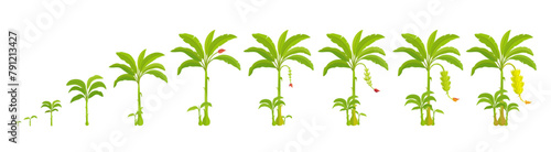 Growth stages of banana palm tree. Growing stages. Vector Illustration. Progression life cycle. © ilyakalinin