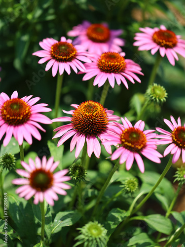 Echinacea purpurea, the eastern purple coneflower, purple coneflower, hedgehog coneflower, or echinacea in nature 