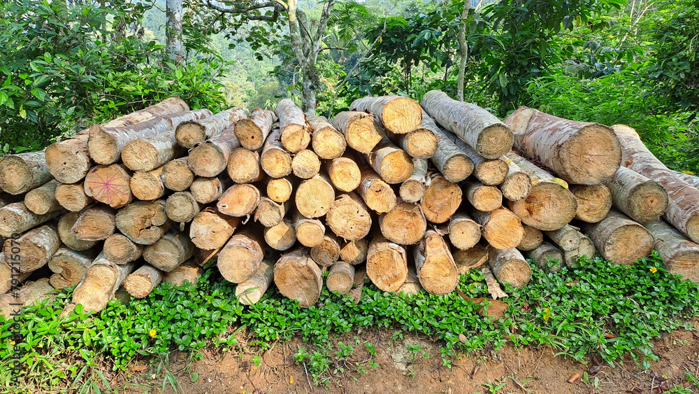 pile of natural wooden logs	
