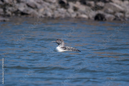 Common Loon in the surf