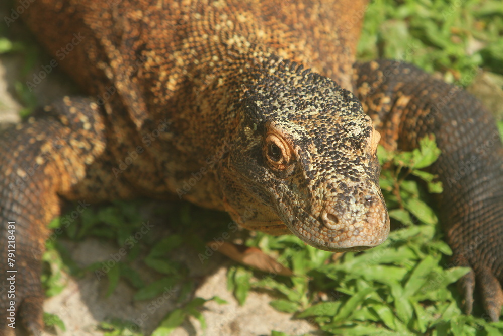 A young Komodo dragon is sunbathing on the grass A young Komodo dragon is sunbathing on the grass