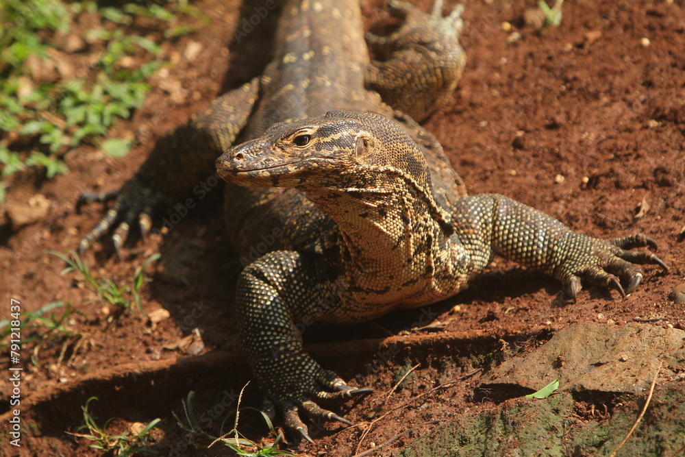 A salvator lizard was sunbathing on the ground and looking to the side A salvator lizard was sunbathing on the ground and looking to the side