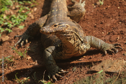 A salvator lizard was sunbathing on the ground and looking to the side