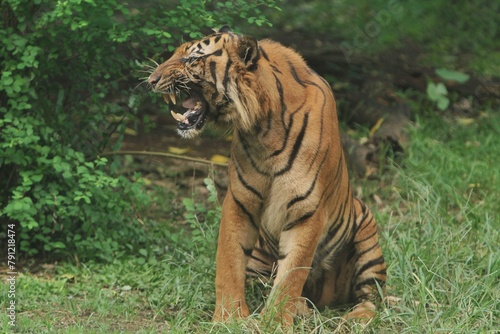 A Sumatran tiger sat in the grass and roared