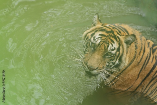 A Sumatran tiger soaking in a pool while looking sideways