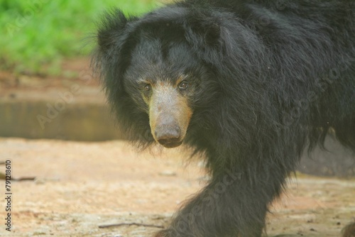 portrait of a sunbear with fluttering feathers photo