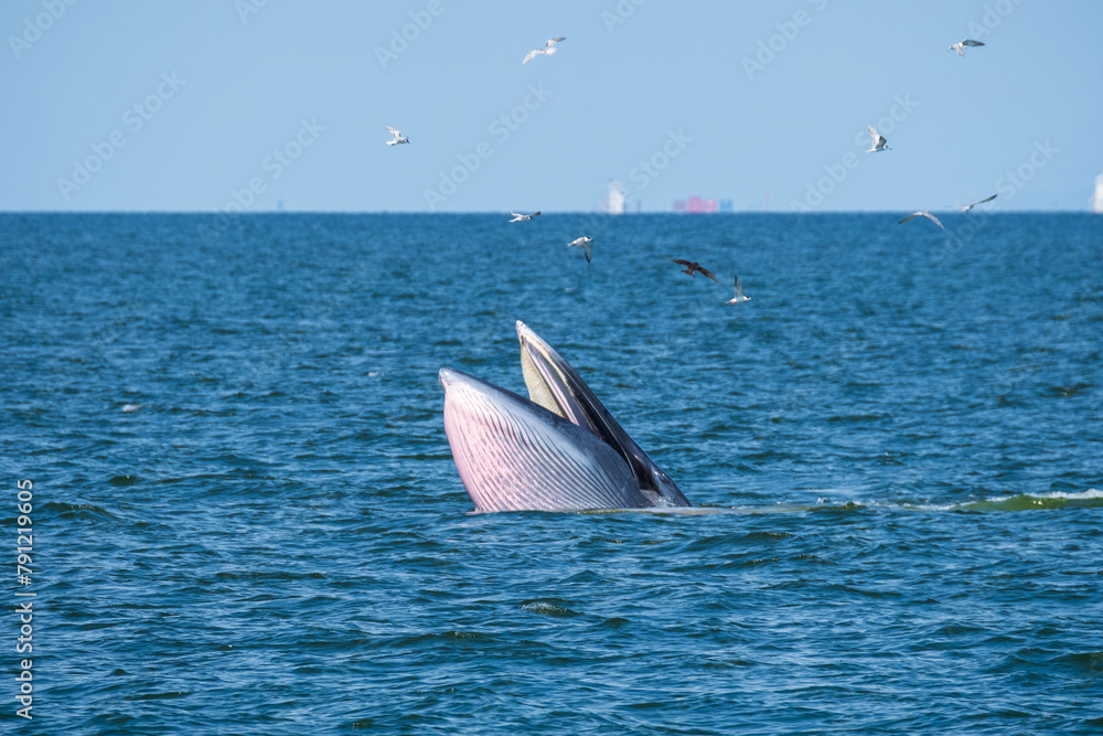 Naklejka premium Buda Whale