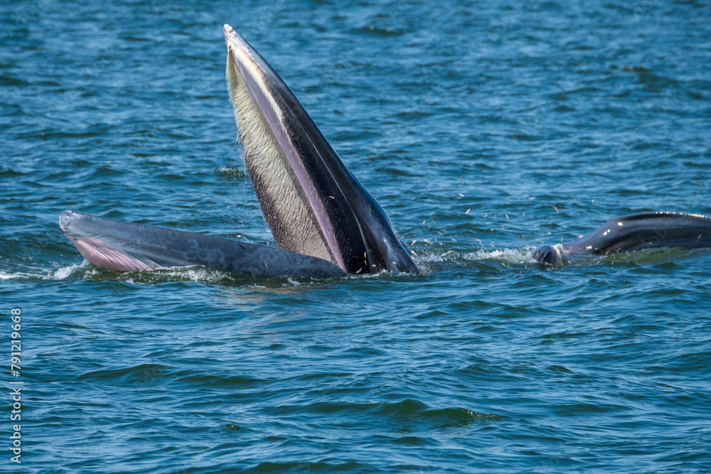 Fototapeta premium Buda Whale