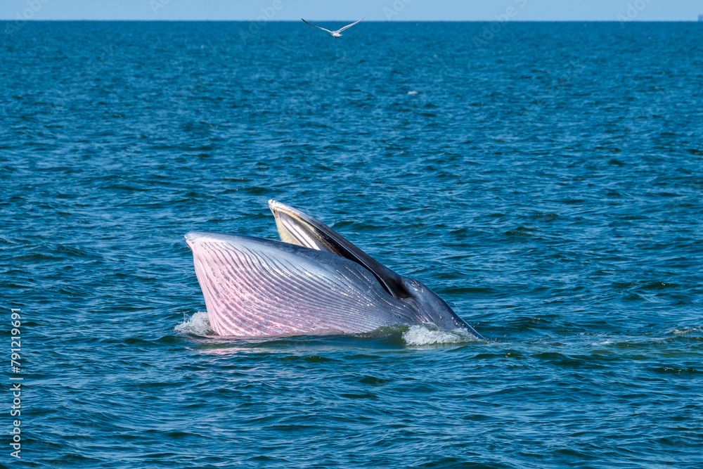 Fototapeta premium Buda Whale