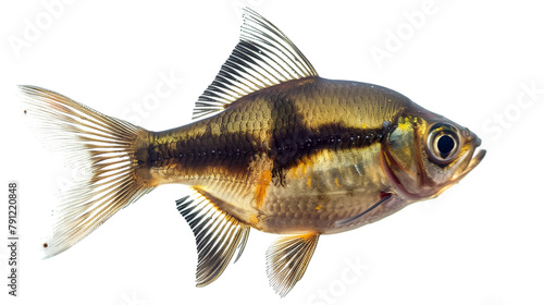 Archer river fish isolated on white background photo