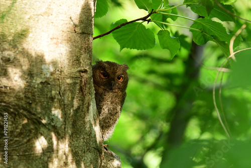 木陰から様子をうかがうオオコノハズクの幼鳥 photo