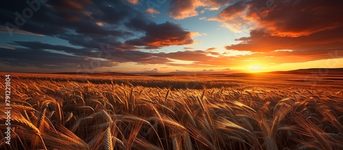 Sunset over wheat field. Nature composition. Golden Wheat Field at Sunset photo