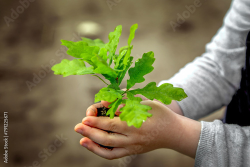 In children's hands holding an oak seedling with soil against the sky