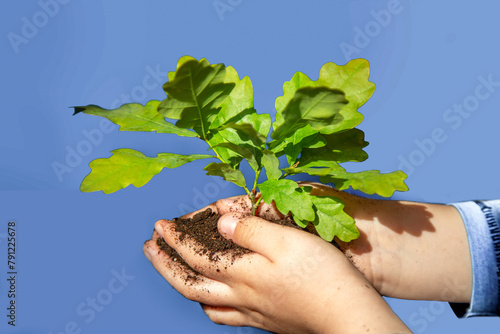 Children's hands holding a tree seedling