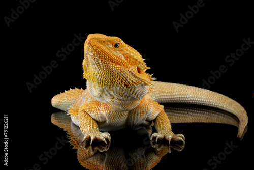 bearded dragon red hypo, the whole body of the lizard, front view of bearded dragon lizard, Pogona mitchelli