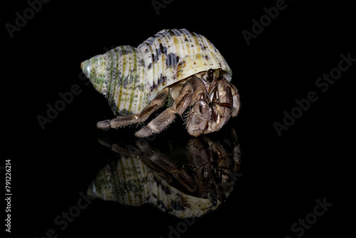 Close up of hermit crab, Coenobita clypeatus