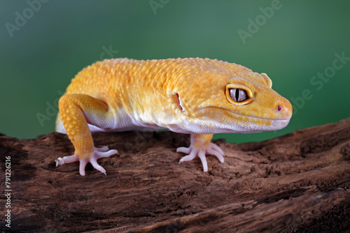 Orange gecko lizard, leopard gecko lizard on branch, eublepharis macularius, animal closeup	
