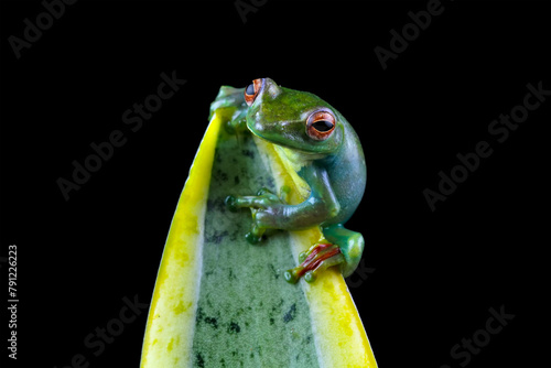 Rhacophorus dulitensis on leaves, Jade tree frog isolated on black