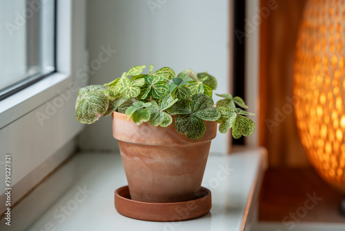 Oxalis corymbosa Martiana aureo-reticulata in terracotta pot, tender woodsorrel plant with green leaves on windowsill at home. Decorative houseplant in interior of house. Indoor garden concept photo