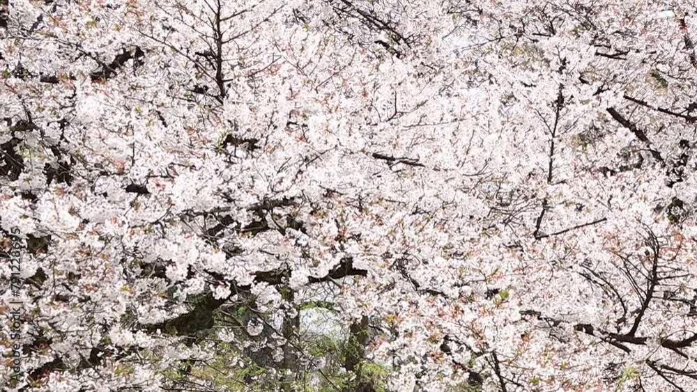 桜 花びら スロー 風に吹かれて揺れる イメージ 桜 花びら スロー 風に吹かれて揺れる イメージ