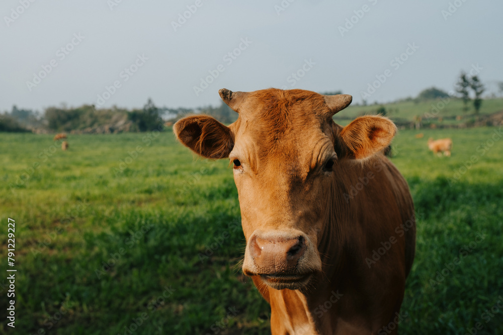 Farm animals on a green field on a sunny day. White horses and orange cows on a farm eating grass. Farm animals on a green field on a sunny day. White horses and orange cows on a farm eating grass.
